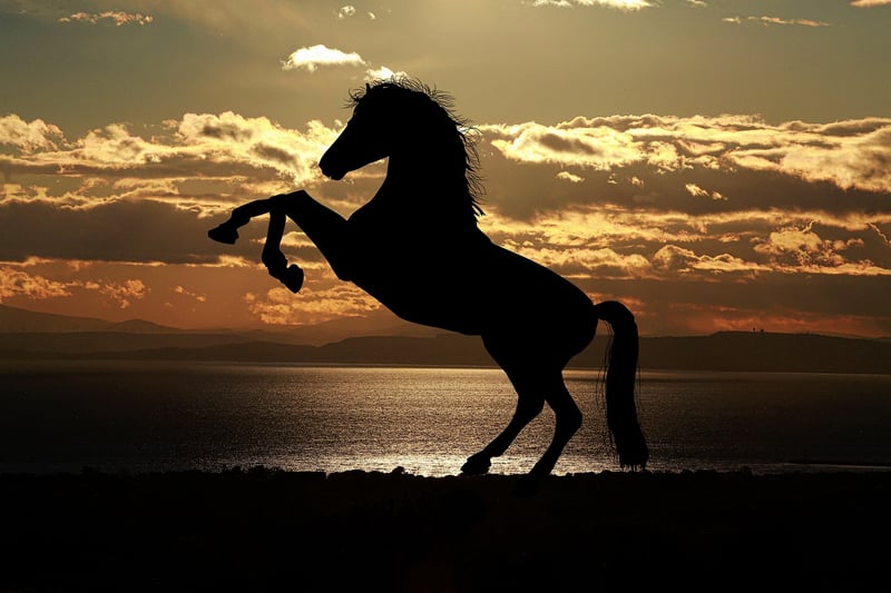 Pegasus